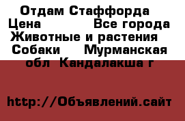 Отдам Стаффорда › Цена ­ 2 000 - Все города Животные и растения » Собаки   . Мурманская обл.,Кандалакша г.